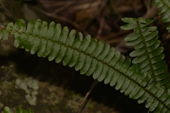 Nephrolepis cordifolia