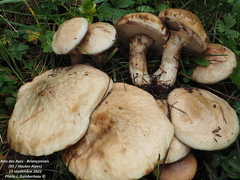 Suillus viscidus