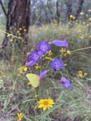 Penstemon stenophyllus