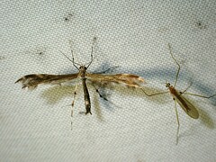 Dejongia lobidactylus