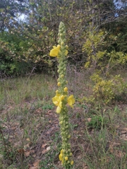 Verbascum densiflorum