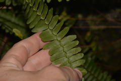Nephrolepis cordifolia