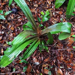 Pandanus houlletii