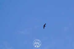 Hirundapus giganteus