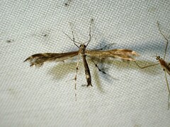 Dejongia lobidactylus