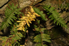 Polypodium vulgare