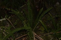 Nephrolepis cordifolia