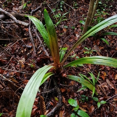 Pandanus houlletii