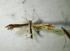 Dejongia lobidactylus