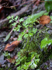 Anogramma leptophylla