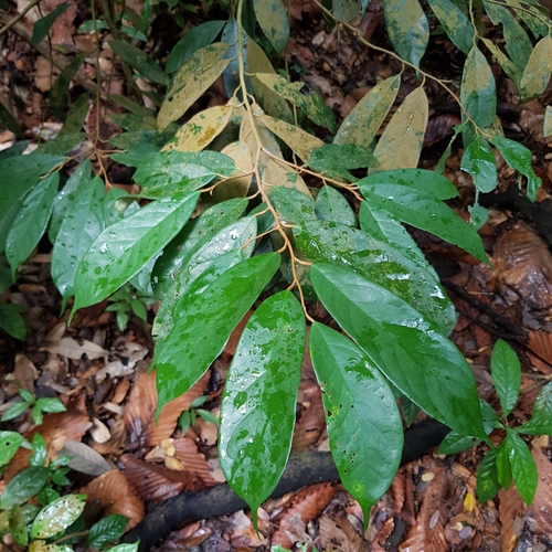 Boschia griffithii, photograph 3