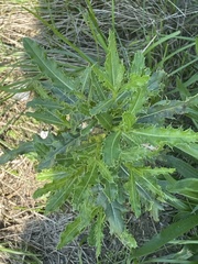 Cirsium pumilum