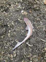 Scoliodon macrorhynchos