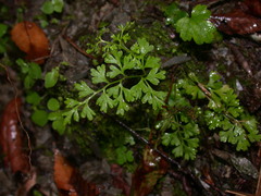 Anogramma leptophylla