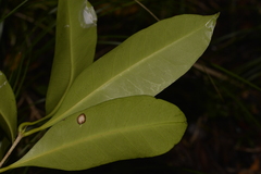 Chionanthus quadristamineus