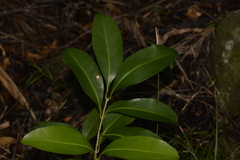 Chionanthus quadristamineus