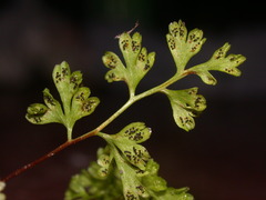 Anogramma leptophylla