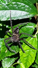 Heteropoda venatoria