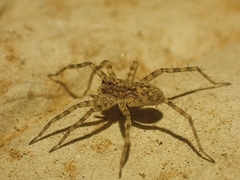 Pardosa mercurialis