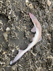 Scoliodon macrorhynchos