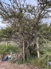 Vachellia schaffneri