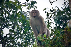 Macaca leonina