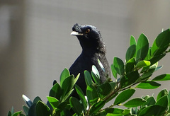 Acridotheres cristatellus