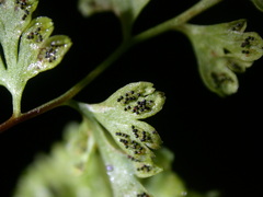 Anogramma leptophylla