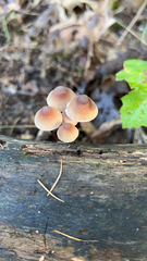 Mycena haematopus