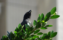 Acridotheres cristatellus