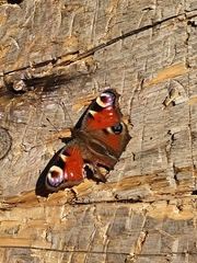 Aglais io