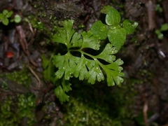 Anogramma leptophylla