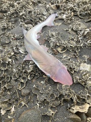 Scoliodon macrorhynchos