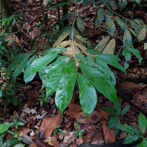 Boschia griffithii, photograph 4