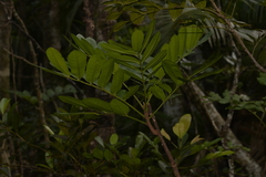Dysoxylum pachyphyllum