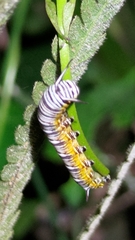 Euploea core