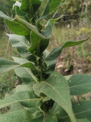 Verbascum densiflorum