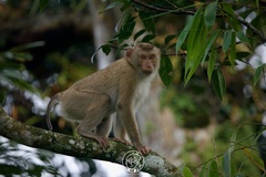 Macaca leonina