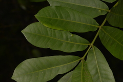Dysoxylum pachyphyllum