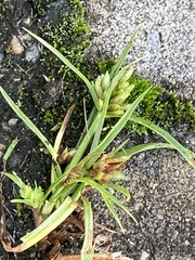 Cyperus nipponicus