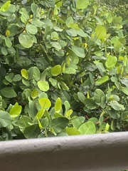Dillenia suffruticosa