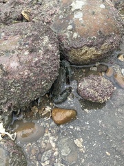 Thalamitinae