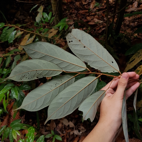 Boschia griffithii, photograph 5