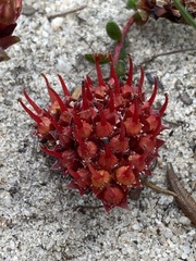 Darwinia sanguinea