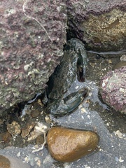 Thalamitinae