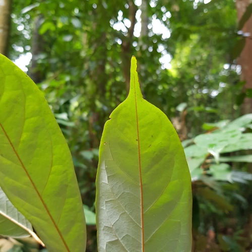 Boschia griffithii, photograph 6