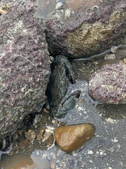 Thalamitinae