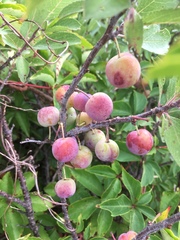 Prunus maritima