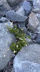 Spergula arvensis