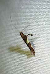 Caloptilia bimaculatella
